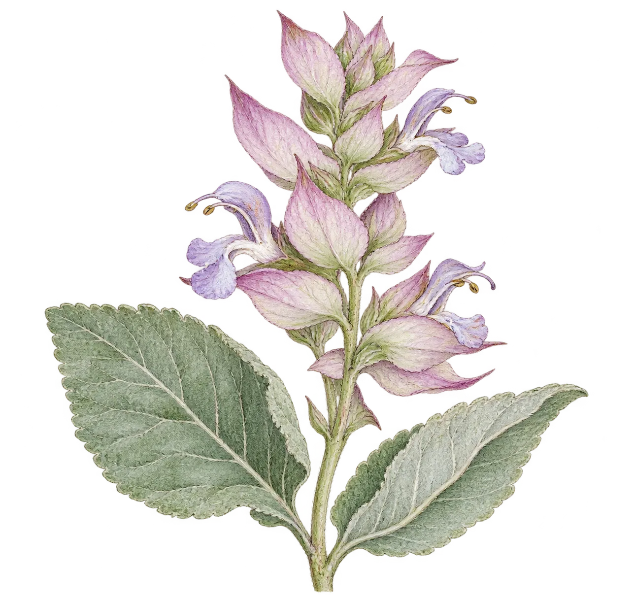 クラリセージの花を中心に描いたイメージイラスト
