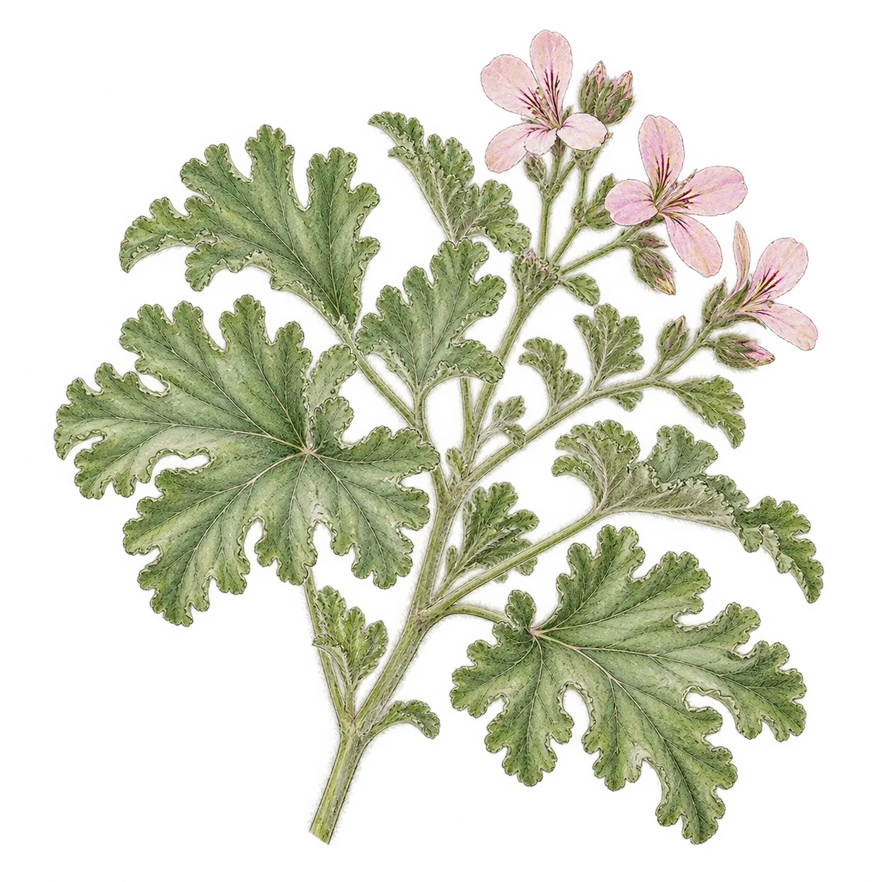 ゼラニウムの葉と小さな花を描いたイメージイラスト