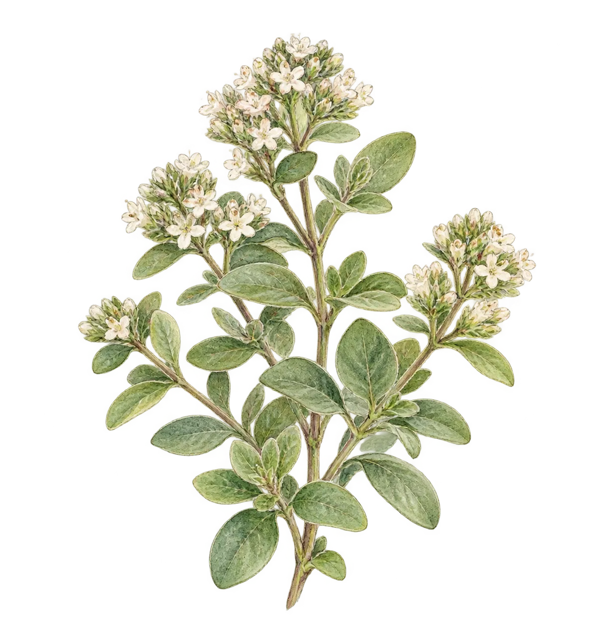 スイートマージョラムの花を中心に描いたイメージイラスト