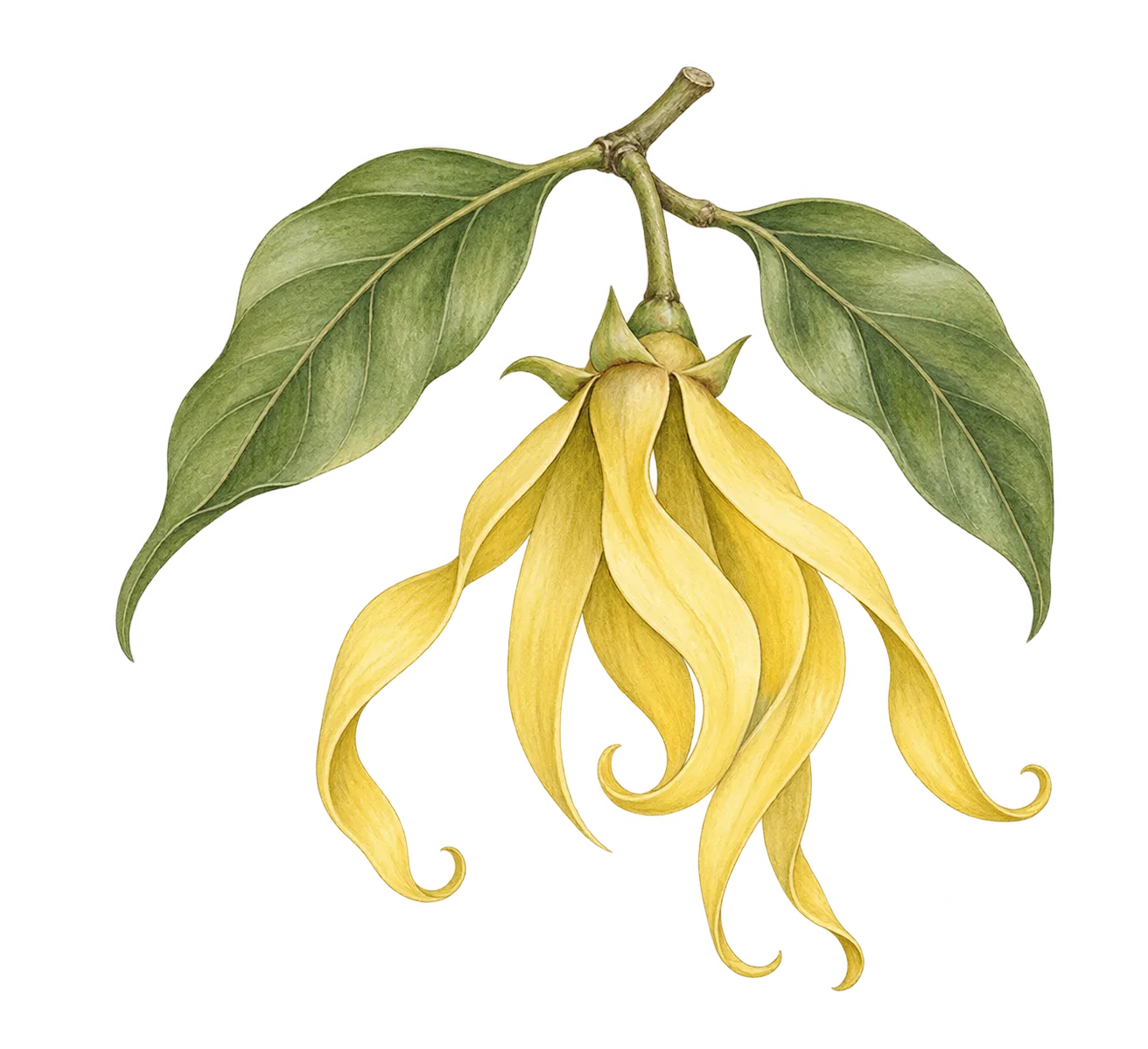 イランイランの花を中心に描いたイメージイラスト